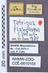 Etiketten zu Conoderus lacertosus (NHMW-ZOO-COL-0010103)